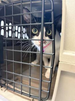 Domestic Short Hair Cats Available for Adoption in Fort Walton Beach, Florida - PRINCESS SPRINKLE PANIC | PetCurious