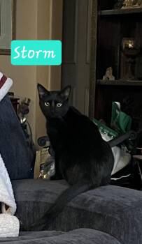 Domestic Short Hair Cats Available for Adoption - Storm | PetCurious