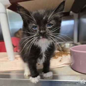 Penguin -  Domestic Short Hair Cat for Adoption in Washington, District Of Columbia - Penguin | PetCurious