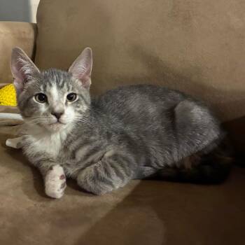 Domestic Short Hair Cats Available for Adoption - Doug | PetCurious