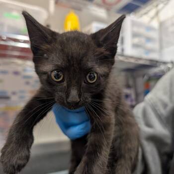 Domestic Short Hair Cats Available for Adoption in League City, Texas - Obi (BRN) | PetCurious