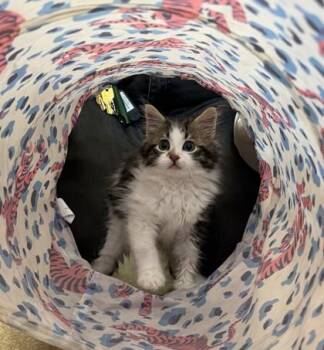 Skyler -  Domestic Long Hair and Domestic Short Hair Cat for Adoption in Hamilton Township, New Jersey - Skyler | PetCurious