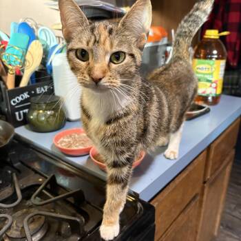 Rescue Tabby Cats for Adoption in Wilmington, Illinois - Ginger | PetCurious