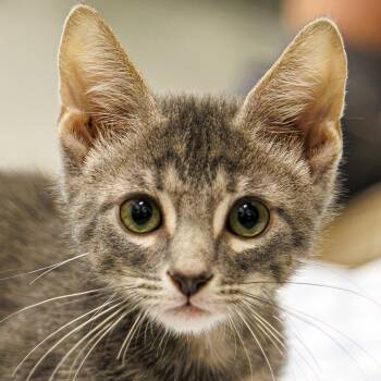 Justice -  Domestic Short Hair and Tabby Cat for Adoption in St. Cloud, Florida - Justice | PetCurious