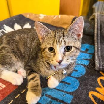 Tigress -  Domestic Short Hair Cat for Adoption - Tigress | PetCurious