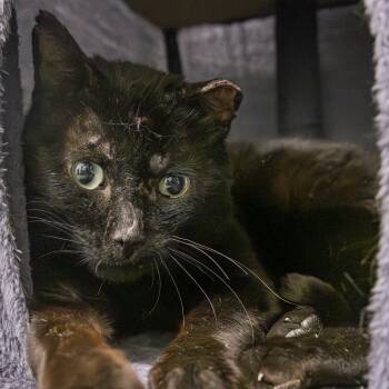 Dudley -  Domestic Short Hair Cat for Adoption in Lone Rock, Wisconsin - Dudley | PetCurious