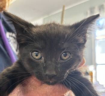 Rescue Domestic Short Hair Cats for Adoption in West Memphis, Arkansas - Deanary | PetCurious