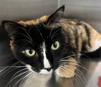 Rescue Domestic Short Hair Cats for Adoption - ADDIE | PetCurious