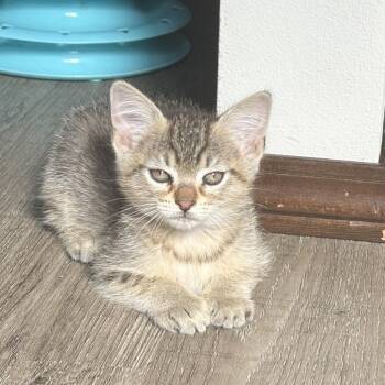 MacGyver -  Domestic Short Hair Cat for Adoption in Washougal, Washington - MacGyver | PetCurious