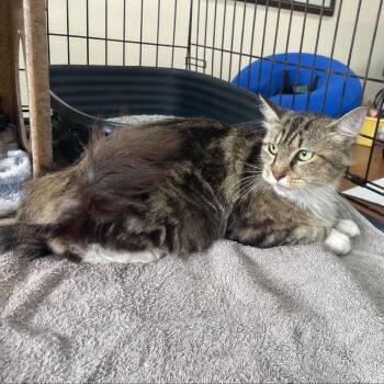 Marnier -  Domestic Medium Hair Cat for Adoption in West Palm Beach, Florida - Marnier | PetCurious