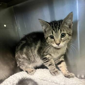 Rusty -  Domestic Short Hair Cat for Adoption in Dayton, Ohio - Rusty | PetCurious