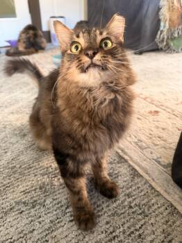 Remmick -  Domestic Medium Hair Cat for Adoption in Kissimmee, Florida - Remmick | PetCurious