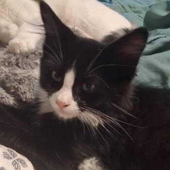 Gandolf -  Tuxedo Cat for Adoption in Blackfoot, Idaho - Gandolf | PetCurious