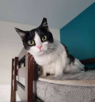 Rescue Domestic Short Hair Cats for Adoption in West Columbia, South Carolina - Latinum | PetCurious