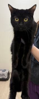 Rescue Domestic Short Hair Cats for Adoption in West Chester, Pennsylvania - Morgana | PetCurious