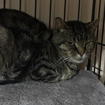 Cabot -  Domestic Short Hair Cat for Adoption in Johnstown, Pennsylvania - Cabot | PetCurious