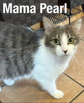 Rescue Domestic Medium Hair Cats for Adoption in Duluth, Minnesota - Mama Pearl | PetCurious