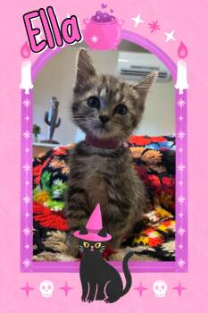 Ella -  Tabby Cat for Adoption in Pasco, Washington - Ella | PetCurious