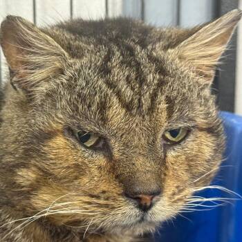 Domestic Short Hair Cats Available for Adoption - Elbert | PetCurious