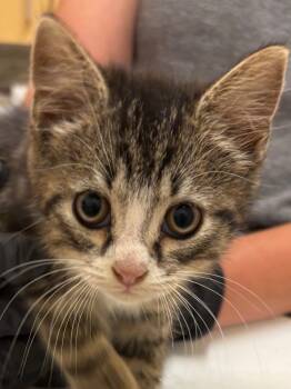 Rescue Domestic Medium Hair Cats for Adoption in Elizabethton, Tennessee - TWINKIE | PetCurious