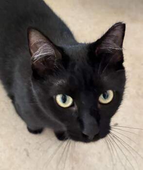 Rescue Domestic Short Hair Cats for Adoption in Bellmawr, New Jersey - Auora | PetCurious