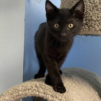 Cosmo -  Domestic Short Hair Cat for Adoption in Choteau, Montana - Cosmo | PetCurious