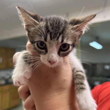 Looney -  Domestic Short Hair Cat for Adoption in Leander, Texas - Looney | PetCurious