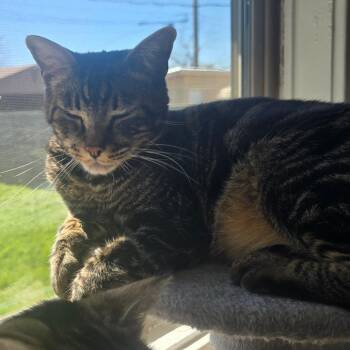 Domestic Short Hair Cats Available for Adoption - Santo | PetCurious