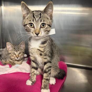 Marshmellow -  Domestic Short Hair Cat for Adoption in Spokane, Washington - Marshmellow | PetCurious
