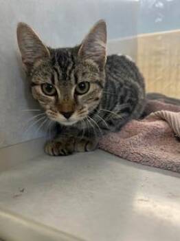 Rescue Domestic Short Hair Cats for Adoption in Berryville, Virginia - Circe | PetCurious