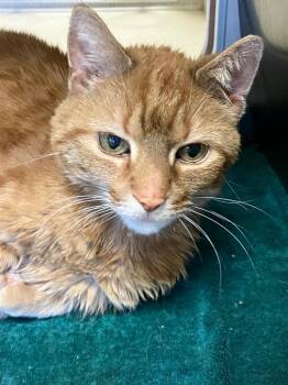 Muffin *Sponsored senior -  Domestic Short Hair Cat Available for Adoption in Christiansburg, Virginia - Muffin *Sponsored Senior | PetCurious