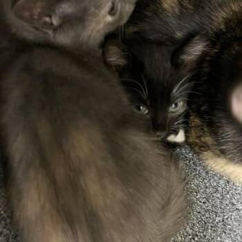 Jason Cross -  Domestic Short Hair Cat for Adoption in Winston-salem, North Carolina - Jason Cross | PetCurious