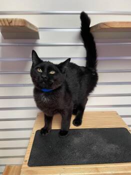 Rescue Domestic Short Hair Cats for Adoption in New Philadelphia, Ohio - Hydroflask | PetCurious