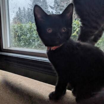 Domestic Short Hair Cats Available for Adoption - Stella | PetCurious