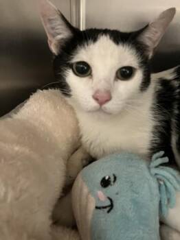 Presley -  Domestic Short Hair Cat for Adoption in Longmont, Colorado - Presley | PetCurious