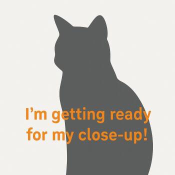 Domestic Short Hair Cats Available for Adoption in Los Angeles, California - Flame Princess | PetCurious