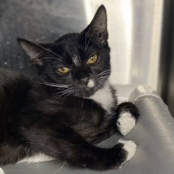 Rescue Domestic Short Hair Cats for Adoption in Palm Springs, California - Gemma | PetCurious