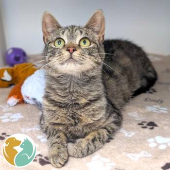 Strawberry -  Domestic Short Hair Cat for Adoption in Toledo, Ohio - Strawberry | PetCurious
