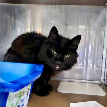 Wookie -  Domestic Short Hair Cat for Adoption in Oakland, California - Wookie | PetCurious