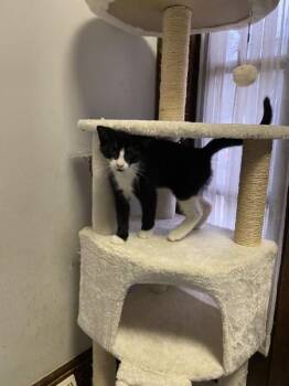 King Arthur -  Domestic Short Hair Cat for Adoption in Berkeley Heights, New Jersey - King Arthur | PetCurious