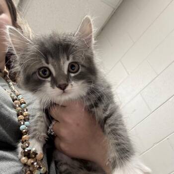 Chipotle -  Domestic Short Hair Cat for Adoption in Lufkin, Texas - Chipotle | PetCurious