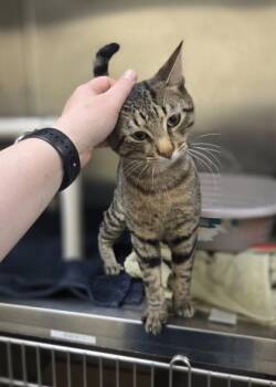 Goober -  Domestic Short Hair Cat for Adoption in Westland, Michigan - Goober | PetCurious
