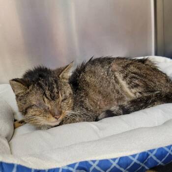 Toast -  Domestic Short Hair Cat for Adoption in Chattanooga, Tennessee - Toast | PetCurious