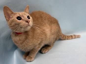 Piper -  Domestic Short Hair Cat for Adoption in Minneapolis, Minnesota - Piper | PetCurious