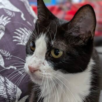 Pattie Cat - Dog & Cat Bestie -  Domestic Short Hair Cat for Adoption in Bloomfield, New Jersey - Pattie Cat - Dog & Cat Bestie | PetCurious