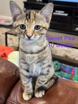 Tabby and Calico Cats Available for Adoption in Frisco, Texas - Sweet Pea L | PetCurious