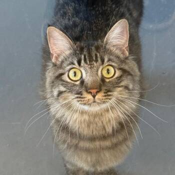 Bazooka -  Domestic Medium Hair Cat for Adoption in Rifle, Colorado - Bazooka | PetCurious