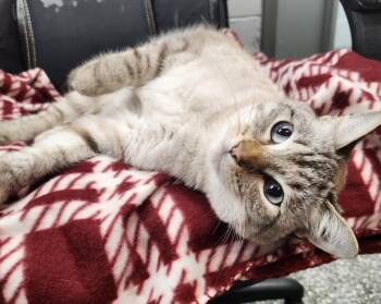 Siamese Cats Available for Adoption in Siloam Springs, Arkansas - Siberia | PetCurious