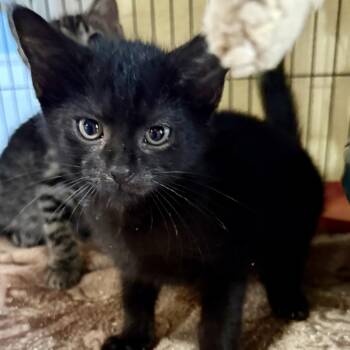 Mo -  Domestic Short Hair Cat Available for Adoption in NEW PT RICHEY, Florida - Mo | PetCurious