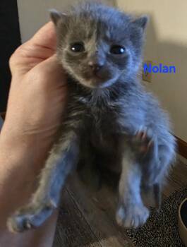 Domestic Short Hair Cats Available for Adoption - Nolan | PetCurious
